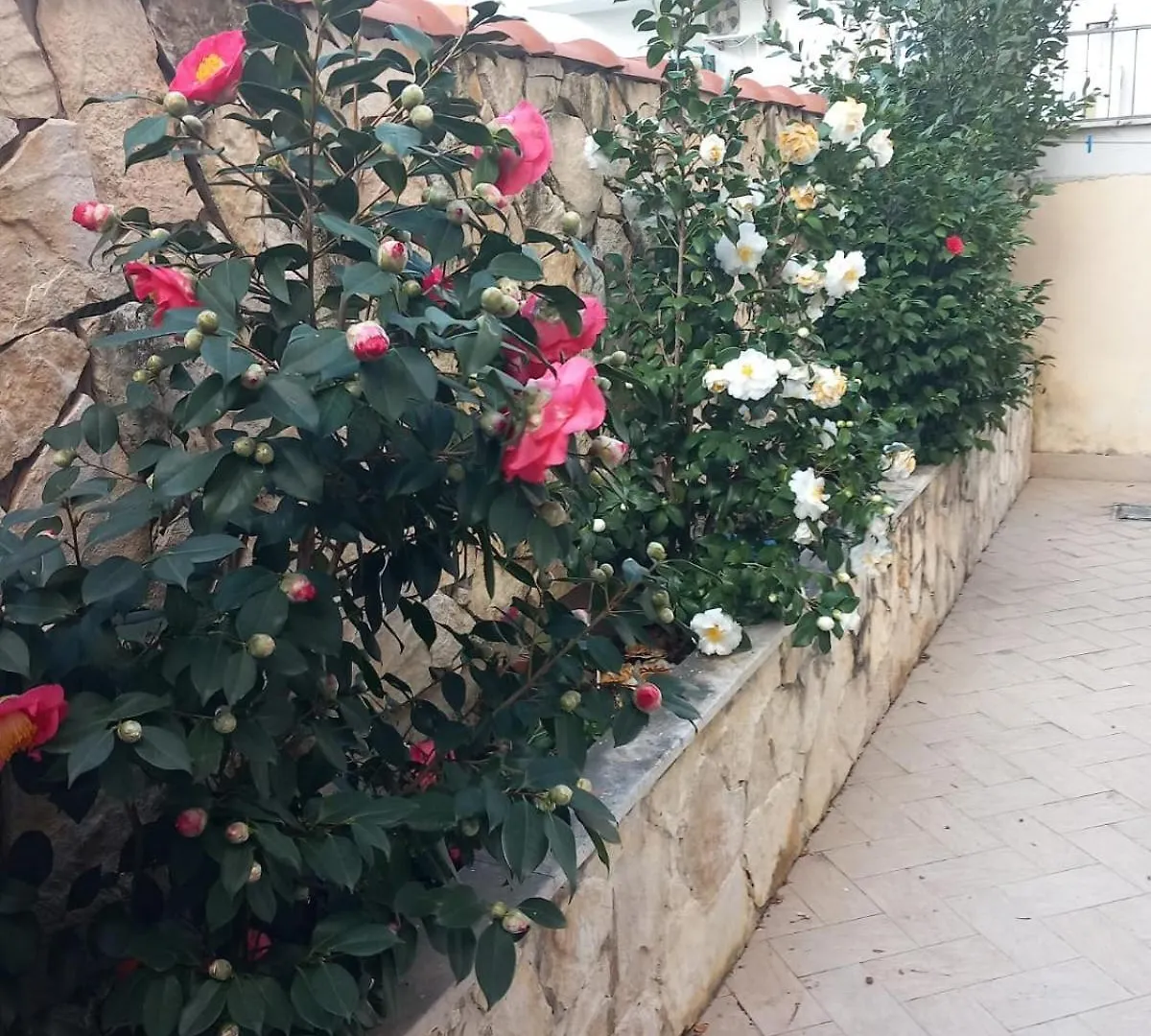 Domus Albanella Apartment Rome